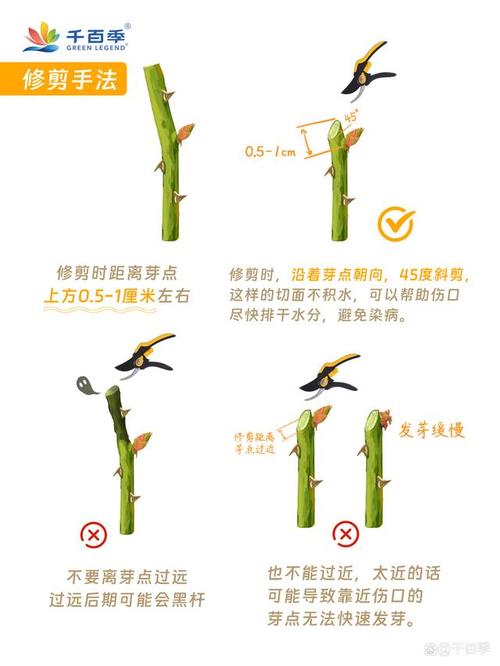 鲁冰花多少天浇一次水，鲁冰花能养多久-第3张图片-优品飞百科