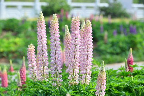 鲁冰花多少天浇一次水，鲁冰花能养多久-第4张图片-优品飞百科