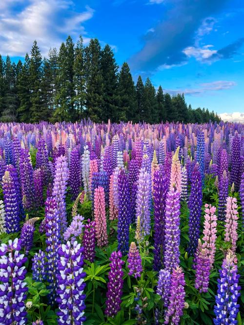 鲁冰花多少天浇一次水，鲁冰花能养多久-第5张图片-优品飞百科