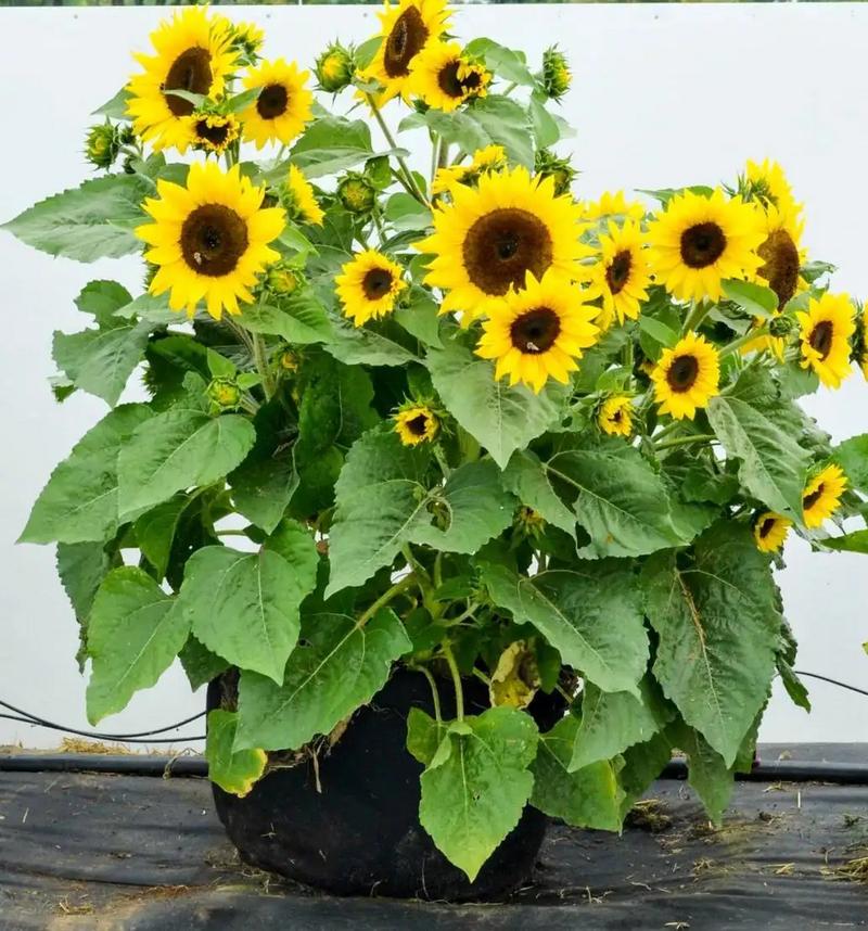 向日葵怎么养,冬天向日葵怎么养?-第8张图片-优品飞百科 向日葵怎么养,冬天向日葵怎么养?-第8张图片-优品飞百科