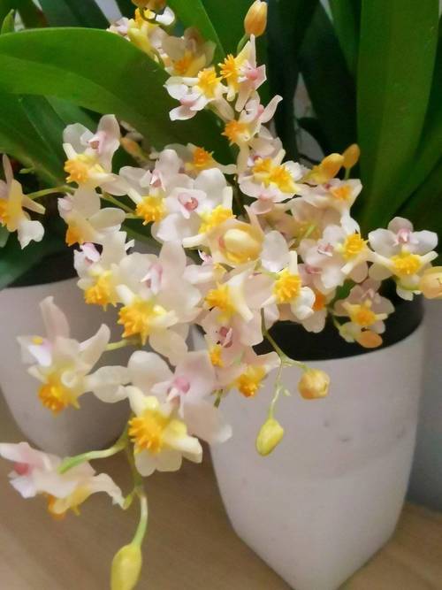 兰花怎么养开花多，兰花怎么养开花多一点