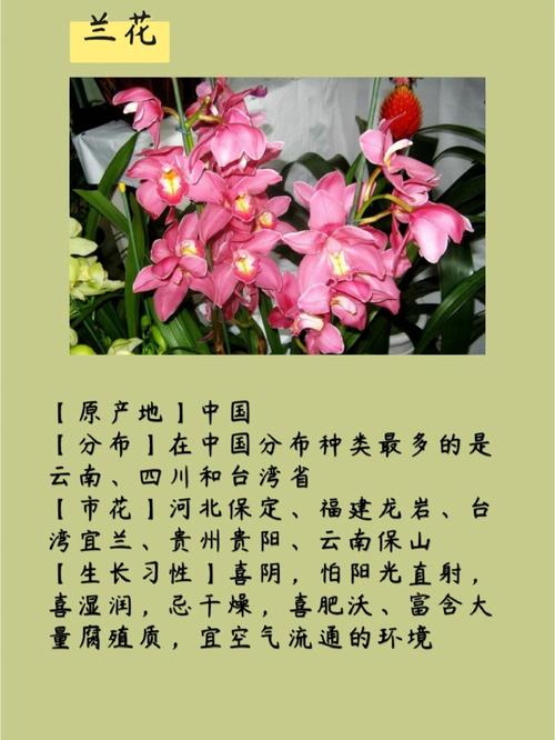 兰花怎么养开花多，兰花怎么养开花多一点-第2张图片-优品飞百科