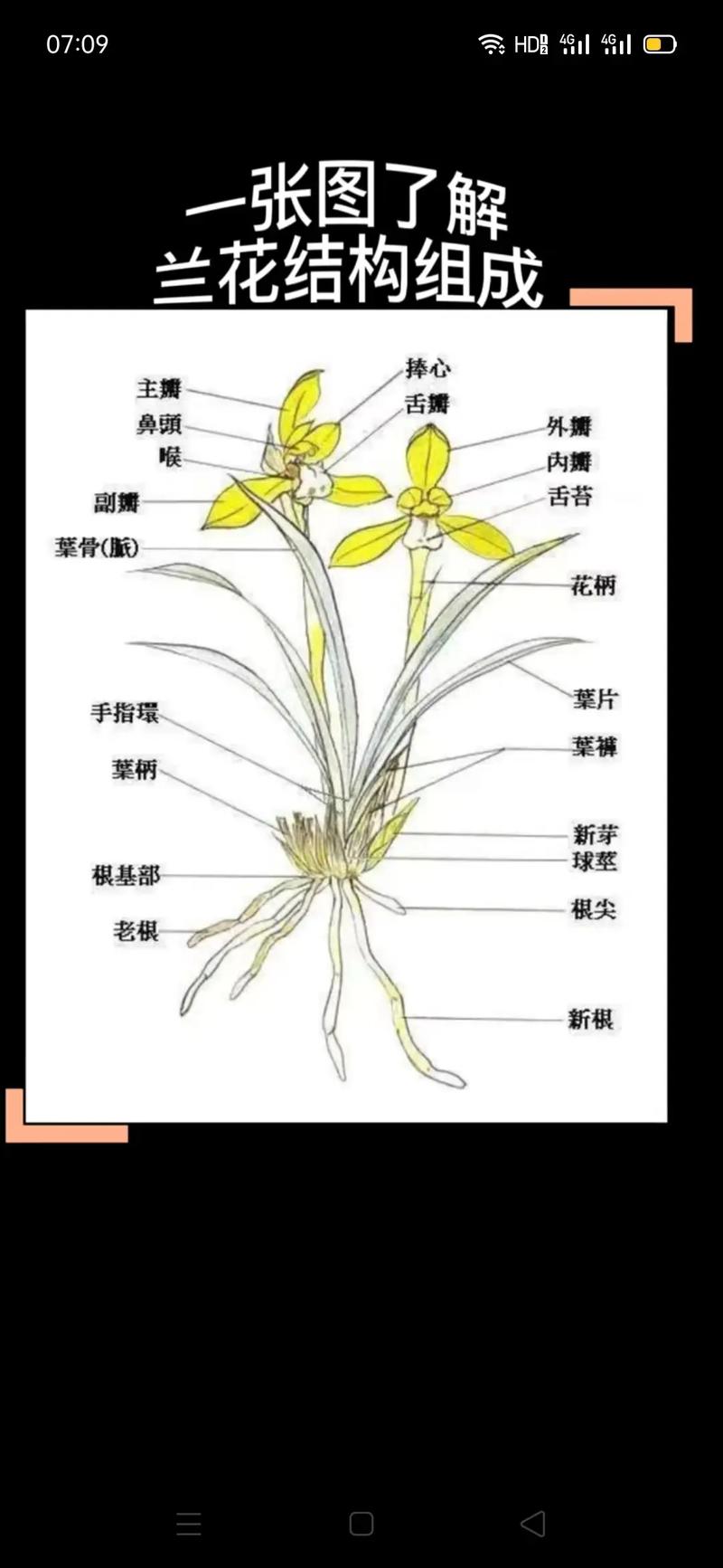 兰花怎么养开花多，兰花怎么养开花多一点-第3张图片-优品飞百科