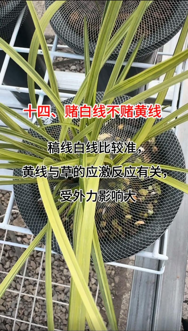 兰花怎么养开花多，兰花怎么养开花多一点-第4张图片-优品飞百科