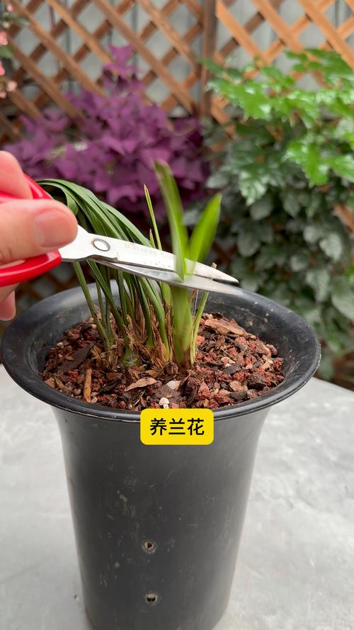 兰花怎么养开花多，兰花怎么养开花多一点-第5张图片-优品飞百科