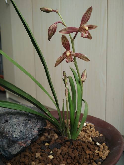 兰花怎么养开花多，兰花怎么养开花多一点-第7张图片-优品飞百科