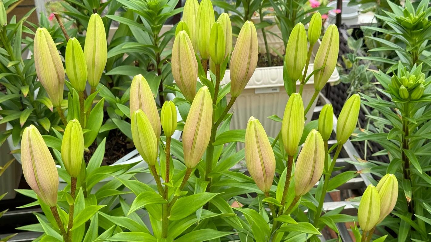 百合花可以打顶吗，百合花用不用打尖？