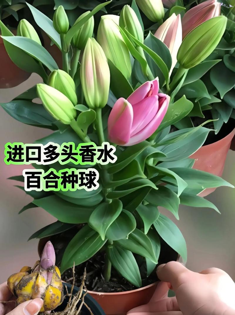 百合花可以打顶吗，百合花用不用打尖？-第2张图片-优品飞百科