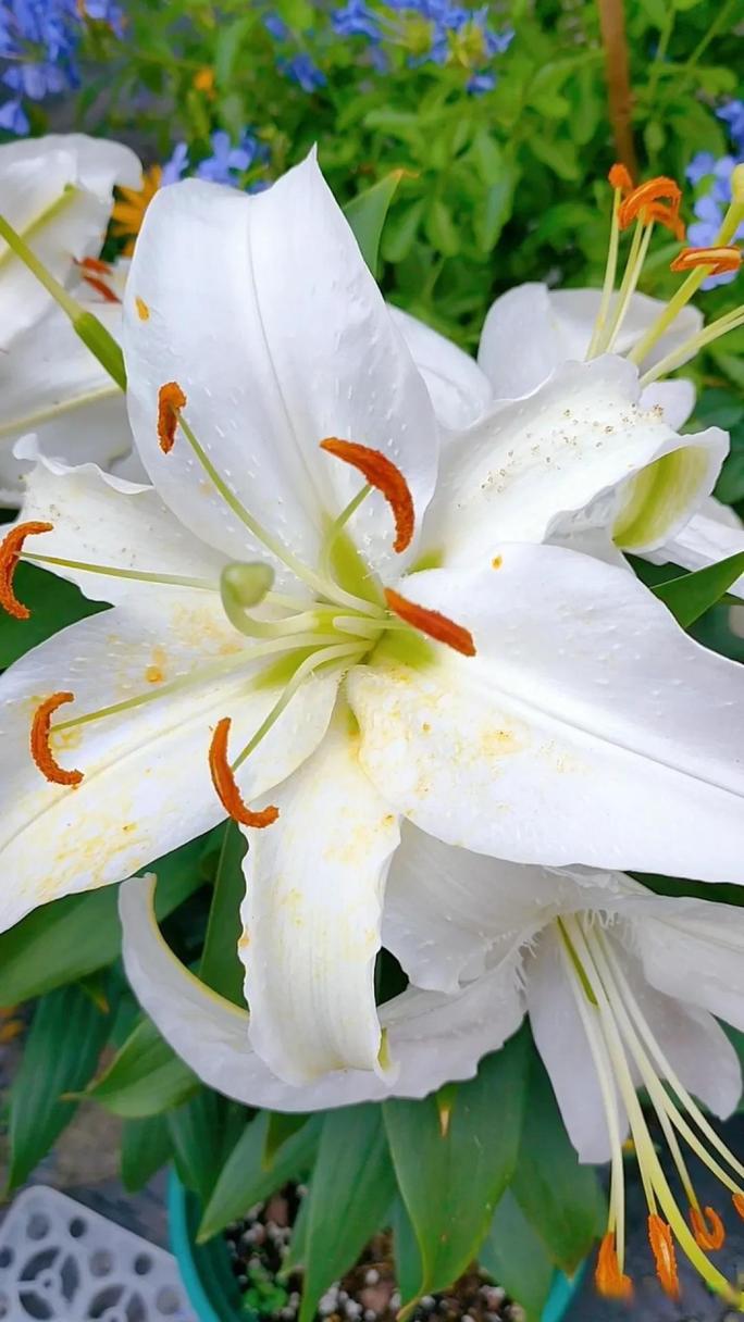 百合花可以打顶吗，百合花用不用打尖？-第3张图片-优品飞百科