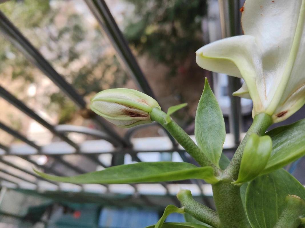 百合花可以打顶吗，百合花用不用打尖？-第4张图片-优品飞百科