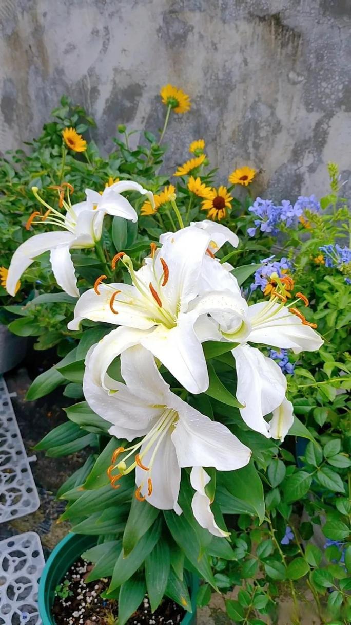 百合花可以打顶吗，百合花用不用打尖？-第5张图片-优品飞百科