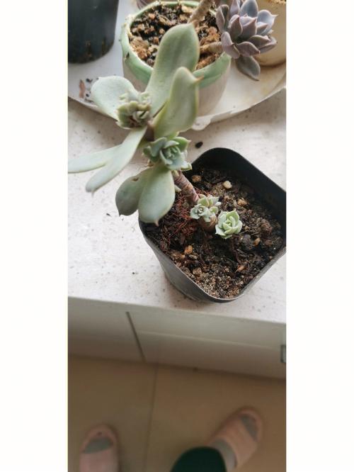 多肉长出侧芽怎么处理，多肉长出侧芽怎么办