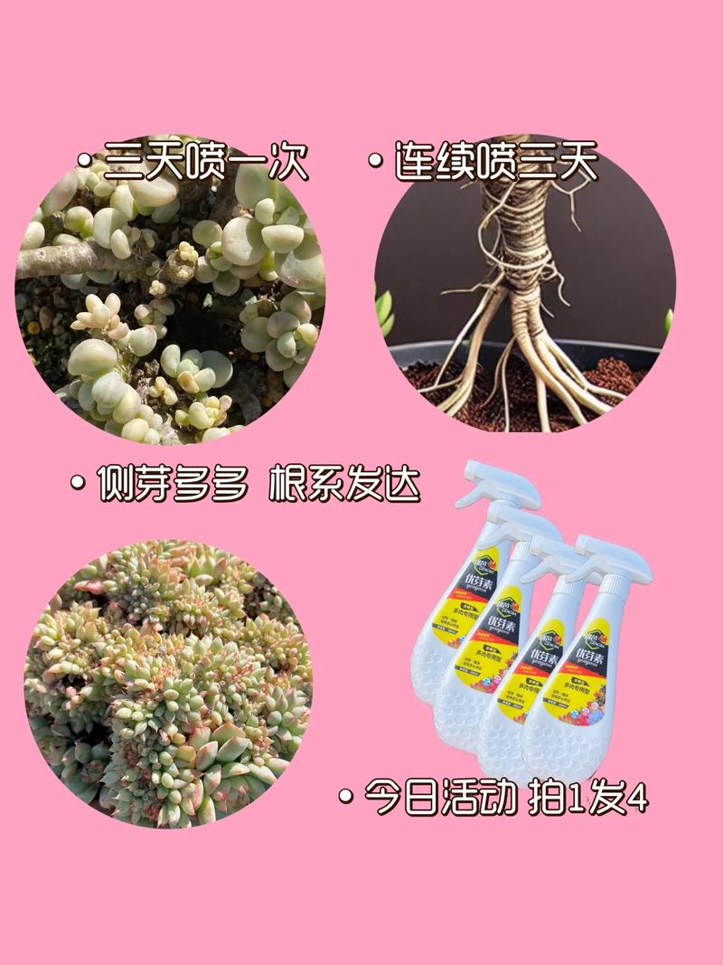 多肉长出侧芽怎么处理，多肉长出侧芽怎么办-第2张图片-优品飞百科