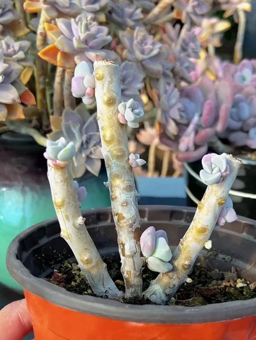 多肉长出侧芽怎么处理，多肉长出侧芽怎么办-第3张图片-优品飞百科