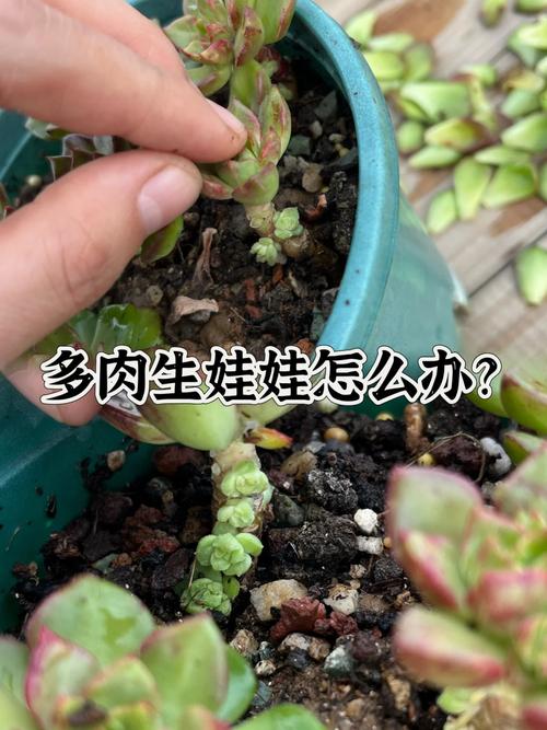 多肉长出侧芽怎么处理，多肉长出侧芽怎么办-第4张图片-优品飞百科