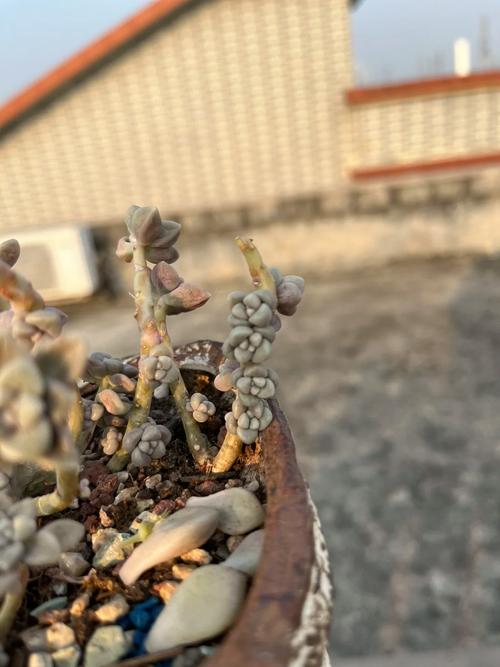 多肉长出侧芽怎么处理，多肉长出侧芽怎么办-第5张图片-优品飞百科