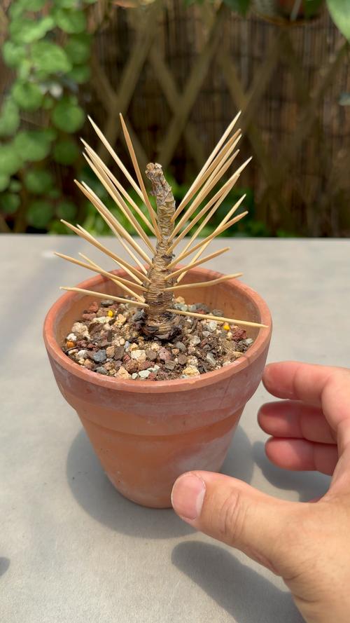 多肉长出侧芽怎么处理，多肉长出侧芽怎么办-第6张图片-优品飞百科