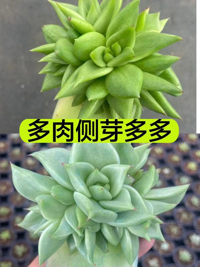 多肉长出侧芽怎么处理，多肉长出侧芽怎么办-第7张图片-优品飞百科