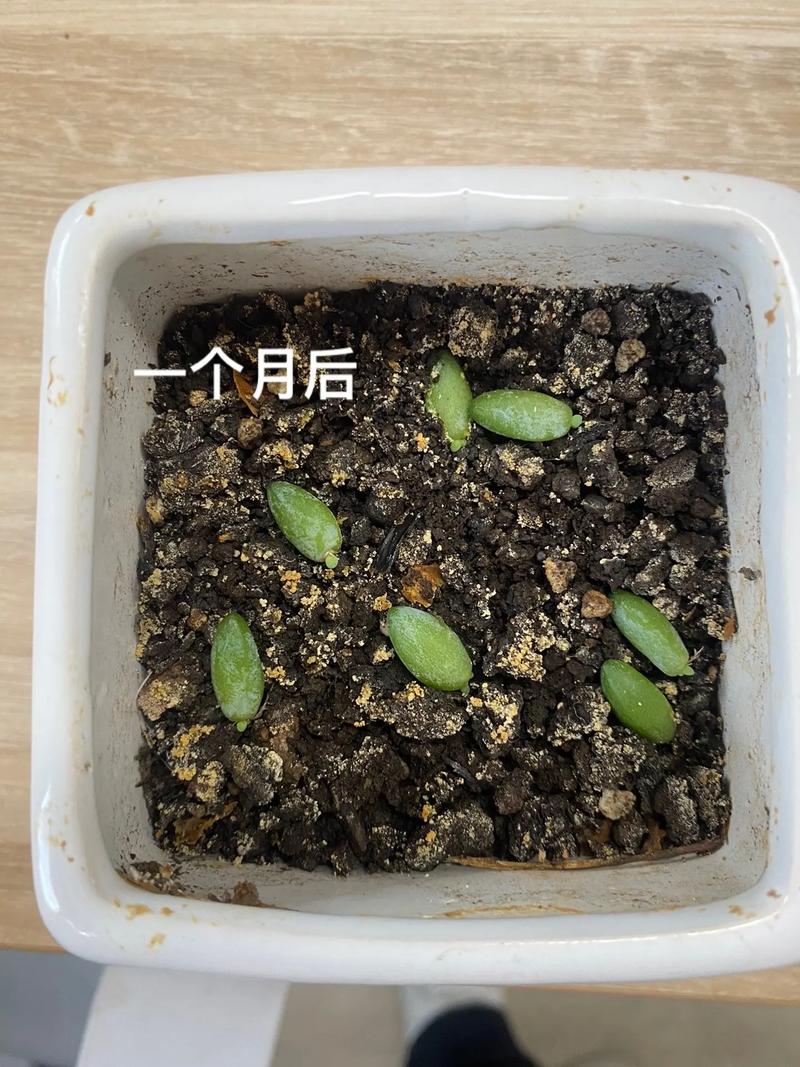 多肉长出侧芽怎么处理，多肉长出侧芽怎么办-第8张图片-优品飞百科