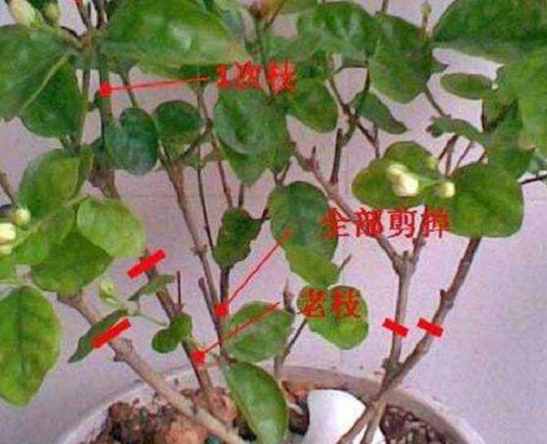 栀子花怎么修剪？栀子花怎么修剪才开花爆盆？