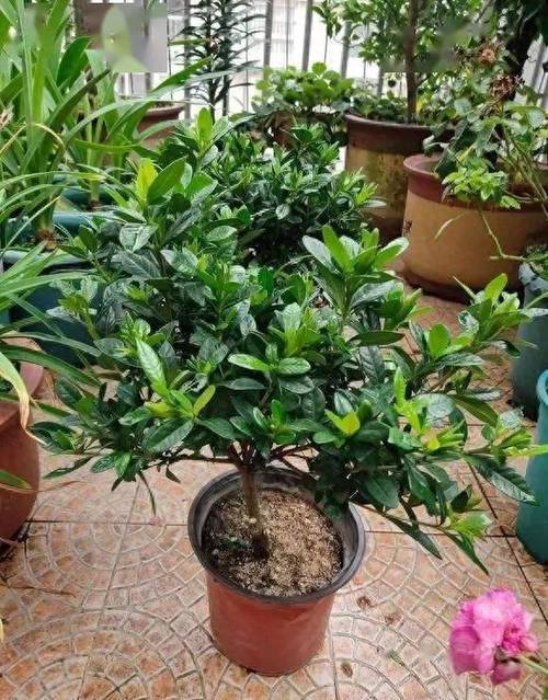 栀子花怎么修剪？栀子花怎么修剪才开花爆盆？-第2张图片-优品飞百科