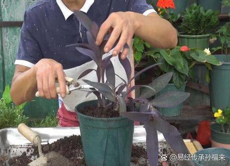 栀子花怎么修剪？栀子花怎么修剪才开花爆盆？-第3张图片-优品飞百科