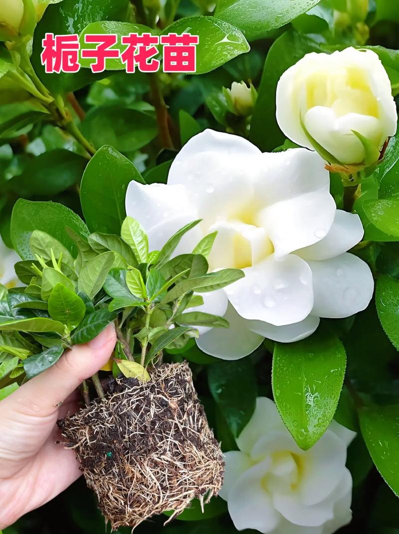 栀子花怎么修剪？栀子花怎么修剪才开花爆盆？-第6张图片-优品飞百科