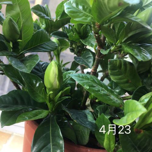 栀子花怎么修剪？栀子花怎么修剪才开花爆盆？-第7张图片-优品飞百科