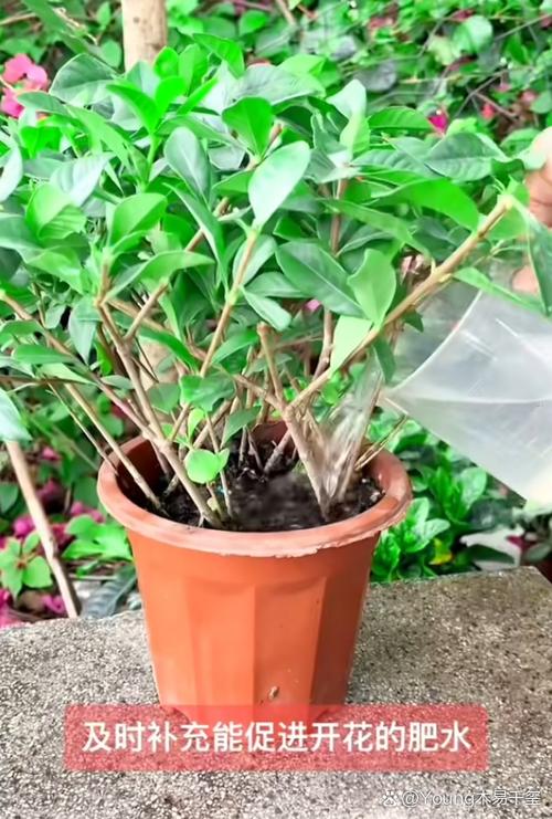 栀子花怎么修剪？栀子花怎么修剪才开花爆盆？-第8张图片-优品飞百科