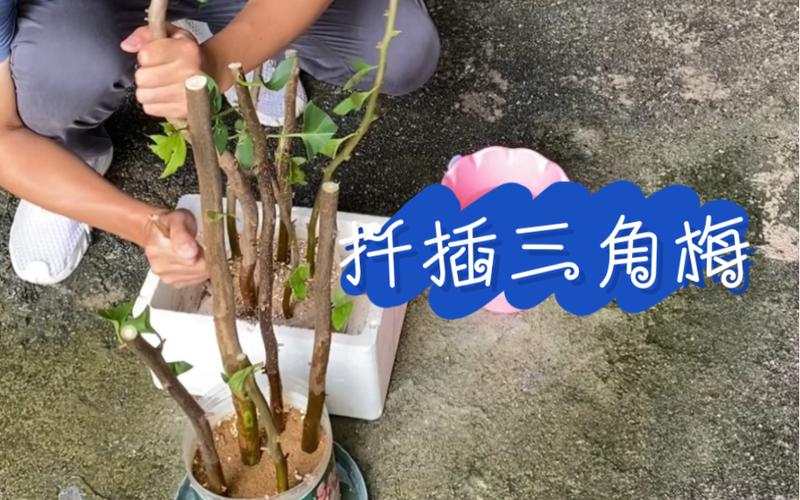 给三角梅剪几刀，三角梅剪枝留几个叶？