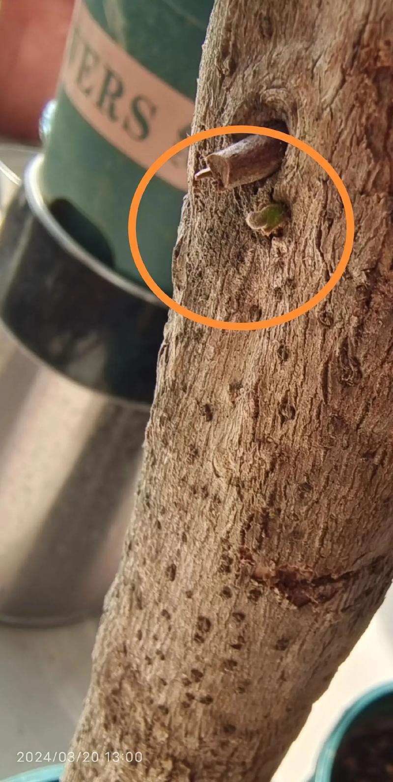 给三角梅剪几刀，三角梅剪枝留几个叶？-第2张图片-优品飞百科