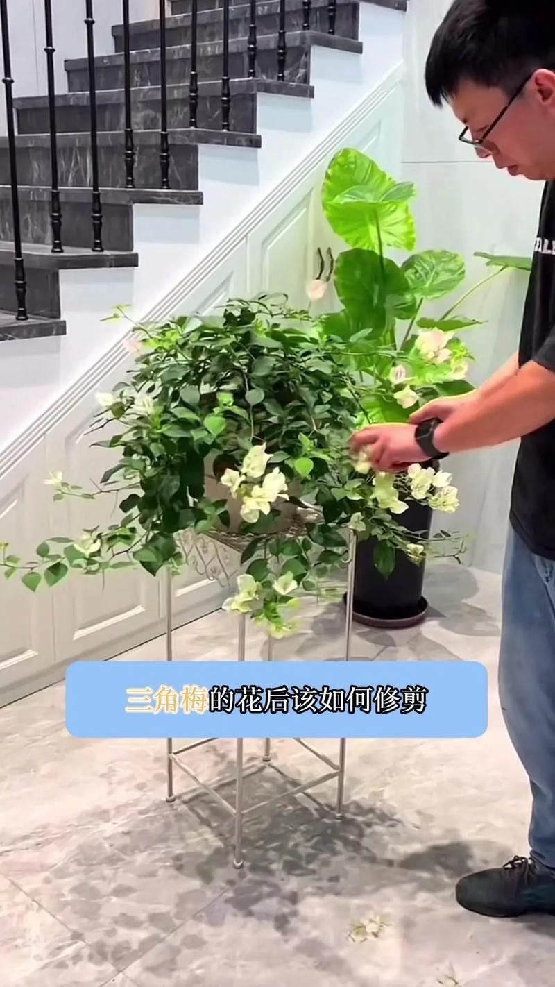 给三角梅剪几刀，三角梅剪枝留几个叶？-第3张图片-优品飞百科