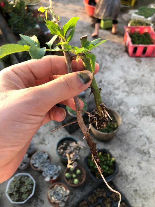 给三角梅剪几刀，三角梅剪枝留几个叶？-第4张图片-优品飞百科