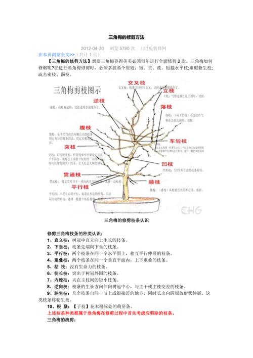 给三角梅剪几刀，三角梅剪枝留几个叶？-第5张图片-优品飞百科
