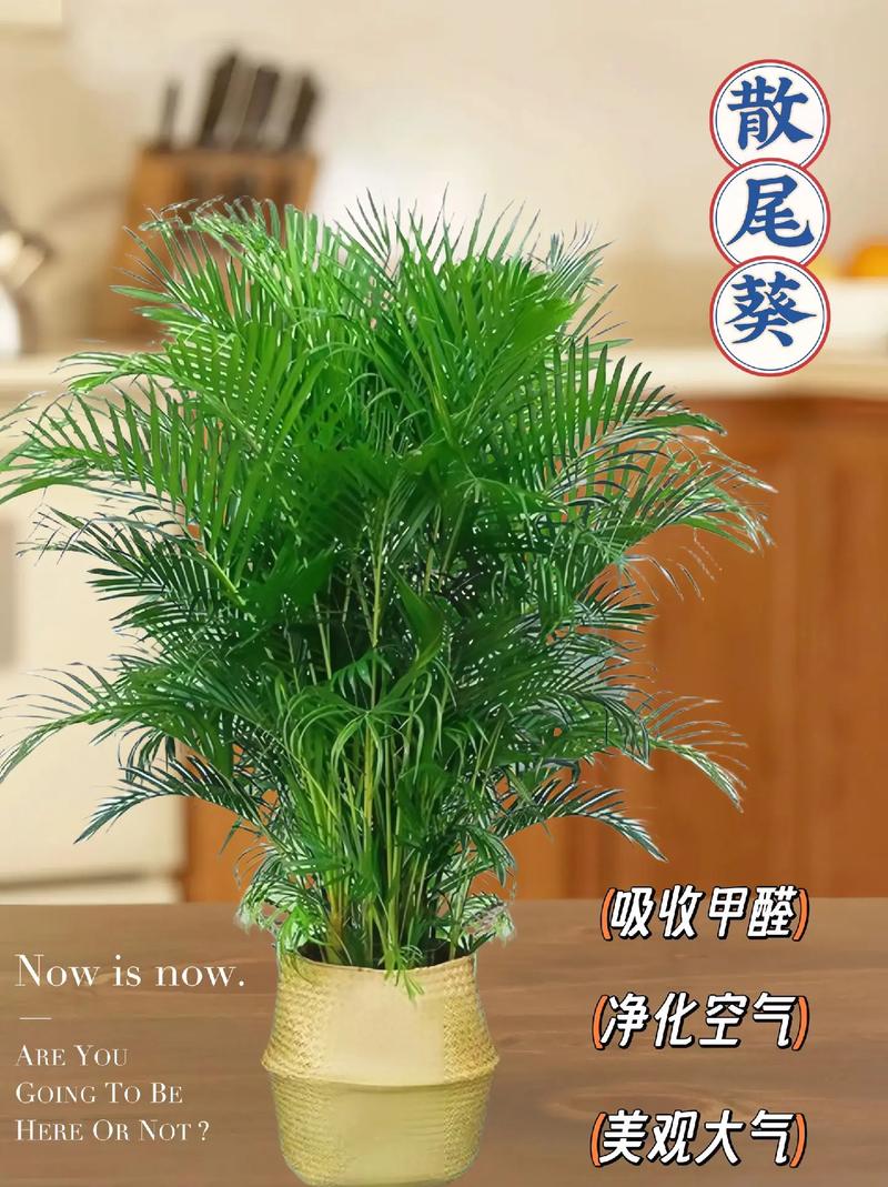 散尾葵怎么养，绿植散尾葵怎么养？