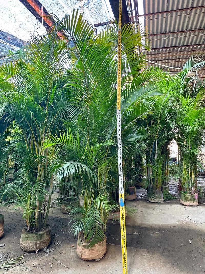 散尾葵怎么养，绿植散尾葵怎么养？-第2张图片-优品飞百科