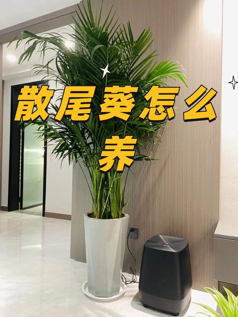 散尾葵怎么养，绿植散尾葵怎么养？-第3张图片-优品飞百科
