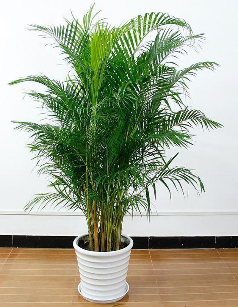 散尾葵怎么养，绿植散尾葵怎么养？-第4张图片-优品飞百科