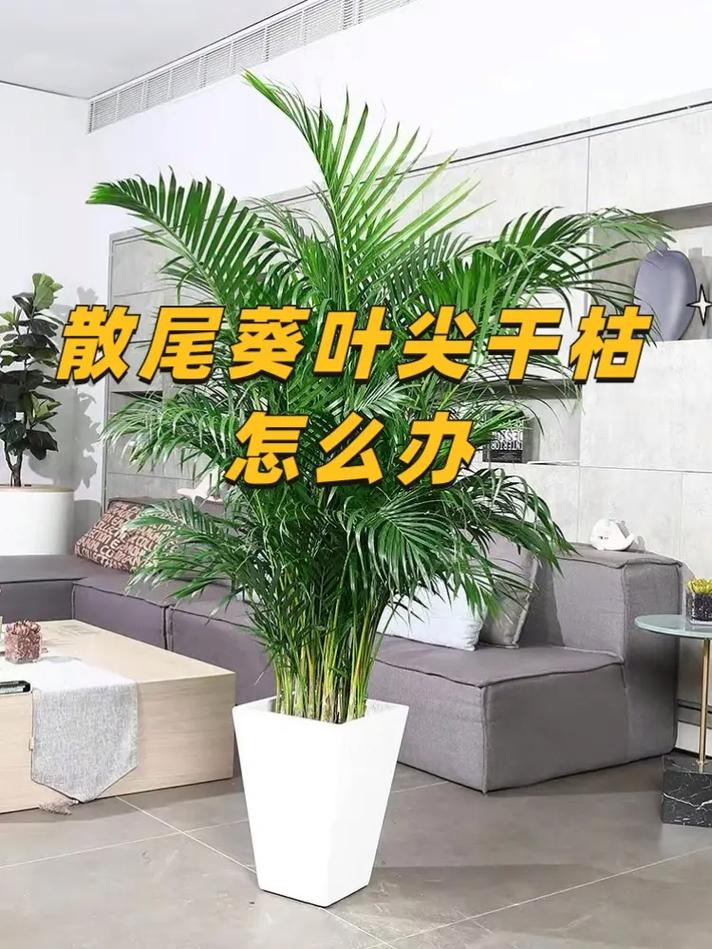 散尾葵怎么养，绿植散尾葵怎么养？-第5张图片-优品飞百科