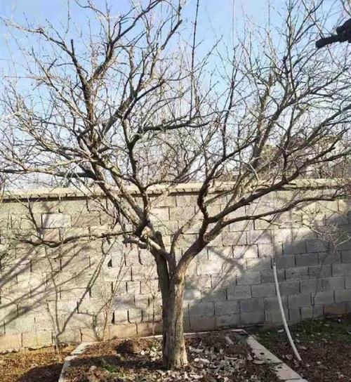 孔雀球修剪时间？孔雀气球造型教程图解？-第3张图片-优品飞百科