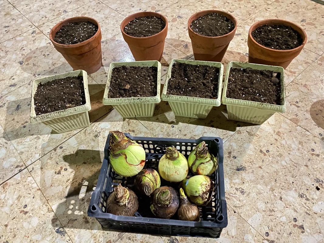 孔雀球修剪时间？孔雀气球造型教程图解？-第4张图片-优品飞百科