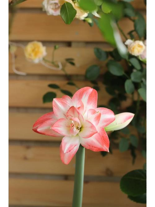 孔雀球修剪时间？孔雀气球造型教程图解？-第5张图片-优品飞百科