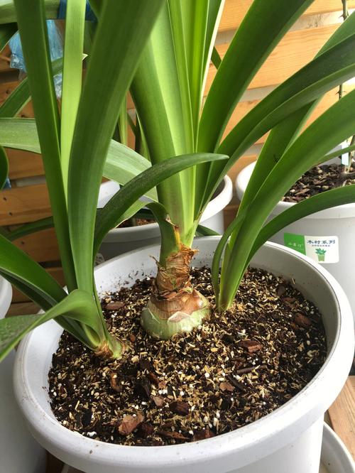 孔雀球修剪时间？孔雀气球造型教程图解？-第6张图片-优品飞百科