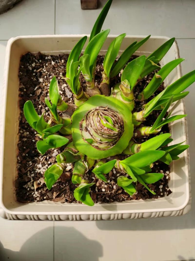 孔雀球修剪时间？孔雀气球造型教程图解？-第7张图片-优品飞百科