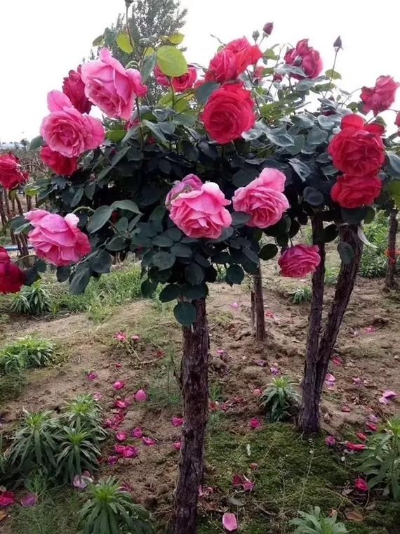 山木香嫁接月季时间？山木香嫁接月季最佳什么时间？