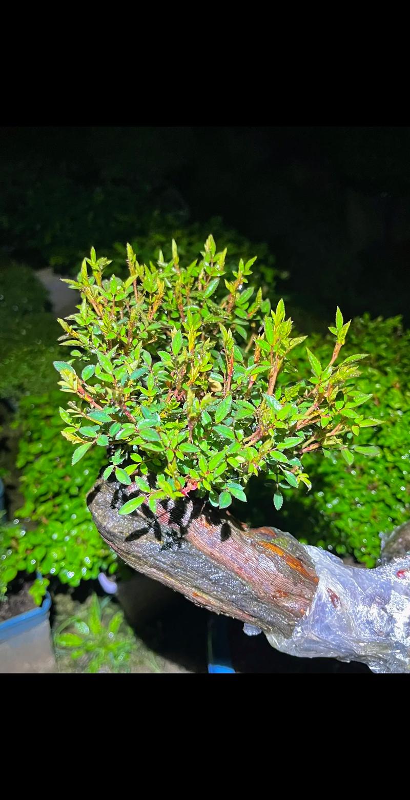 山木香嫁接月季时间？山木香嫁接月季最佳什么时间？-第2张图片-优品飞百科