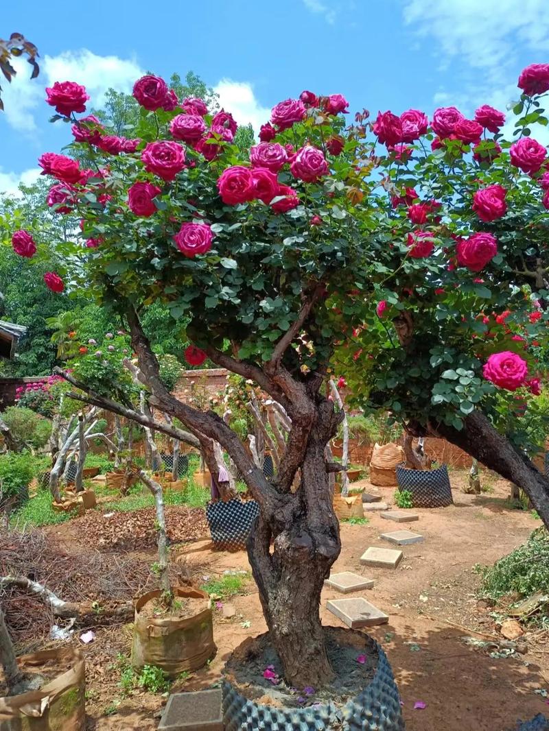 山木香嫁接月季时间？山木香嫁接月季最佳什么时间？-第3张图片-优品飞百科