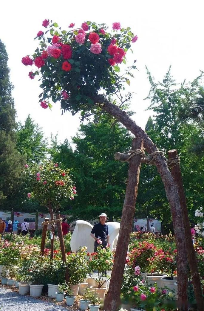 山木香嫁接月季时间？山木香嫁接月季最佳什么时间？-第4张图片-优品飞百科