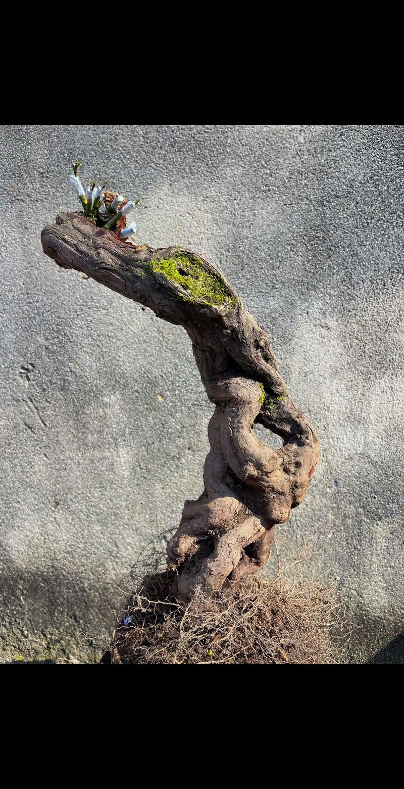 山木香嫁接月季时间？山木香嫁接月季最佳什么时间？-第5张图片-优品飞百科