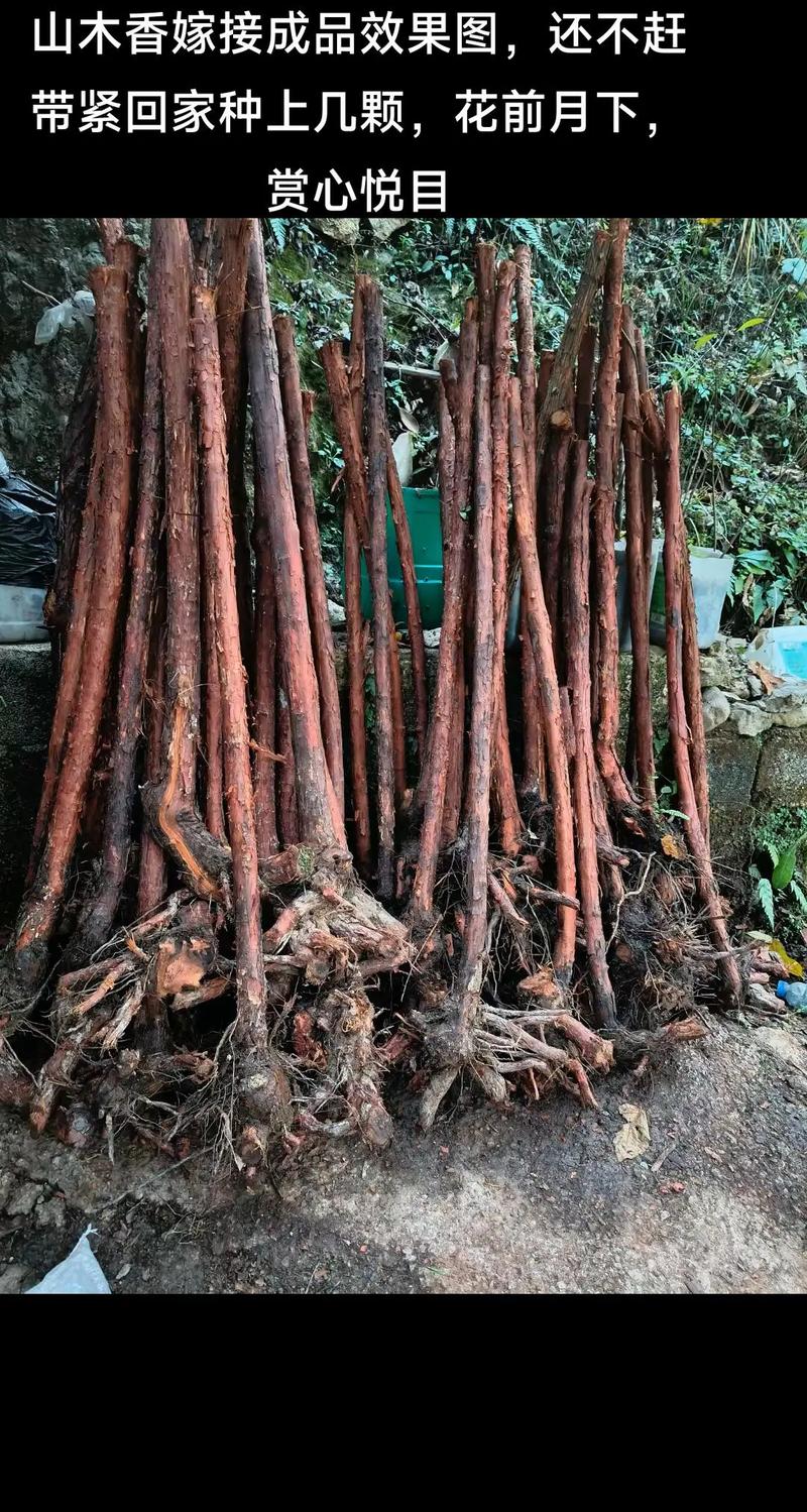 山木香嫁接月季时间？山木香嫁接月季最佳什么时间？-第6张图片-优品飞百科